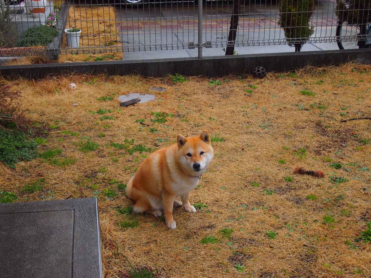 外援政策限制本土球员发展空间，外援新规