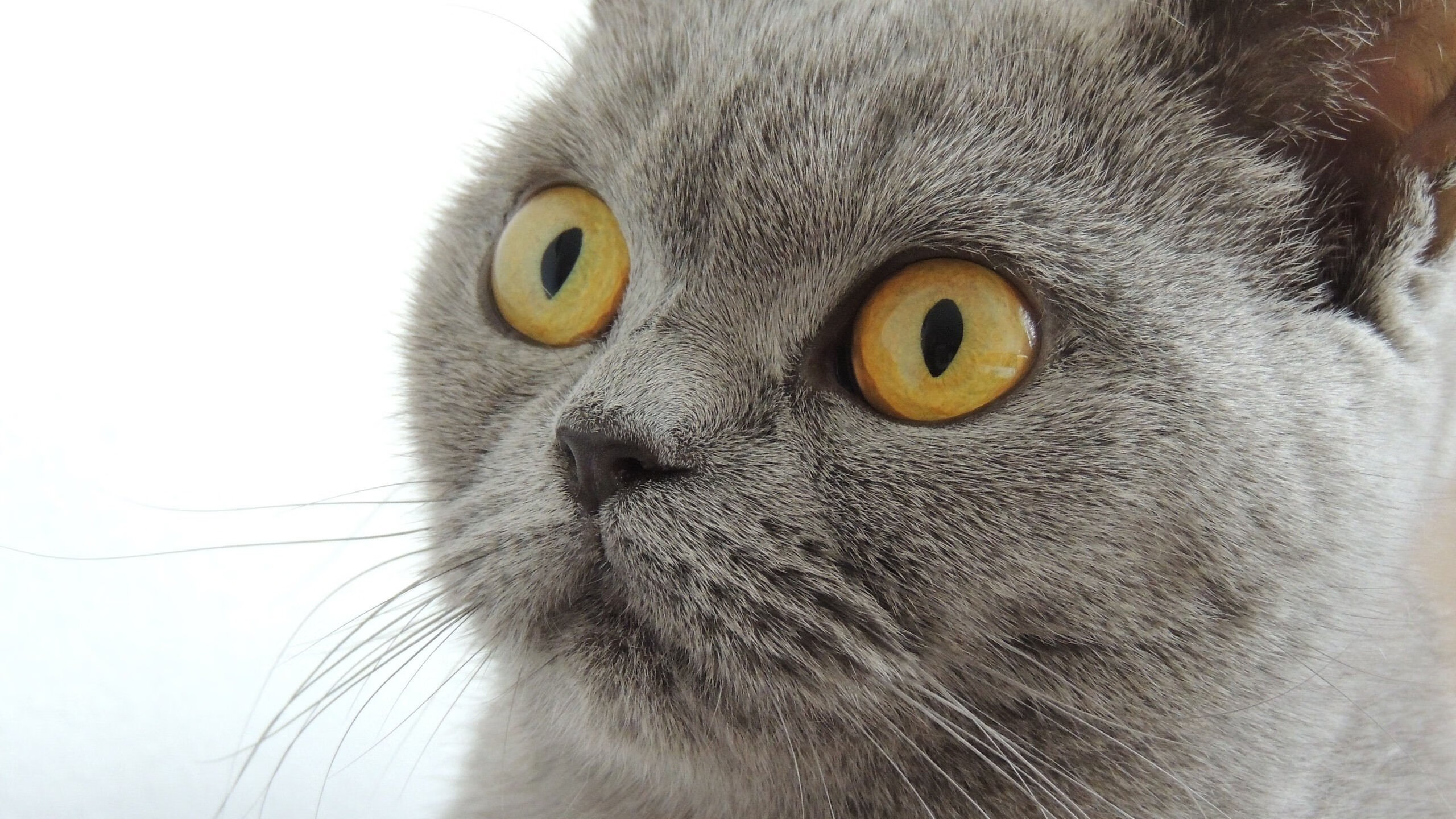 kaiyun开云·官方网站-拜仁被视为全球俱乐部战术进化模板之一，拜仁阵营