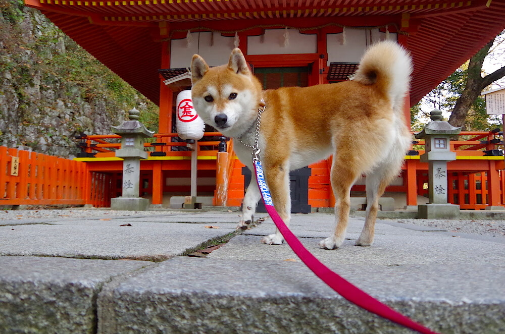 开云kaiyun-“亚戈·卡尔曼：阿根廷橄榄球的新纪元，未来发展无限”