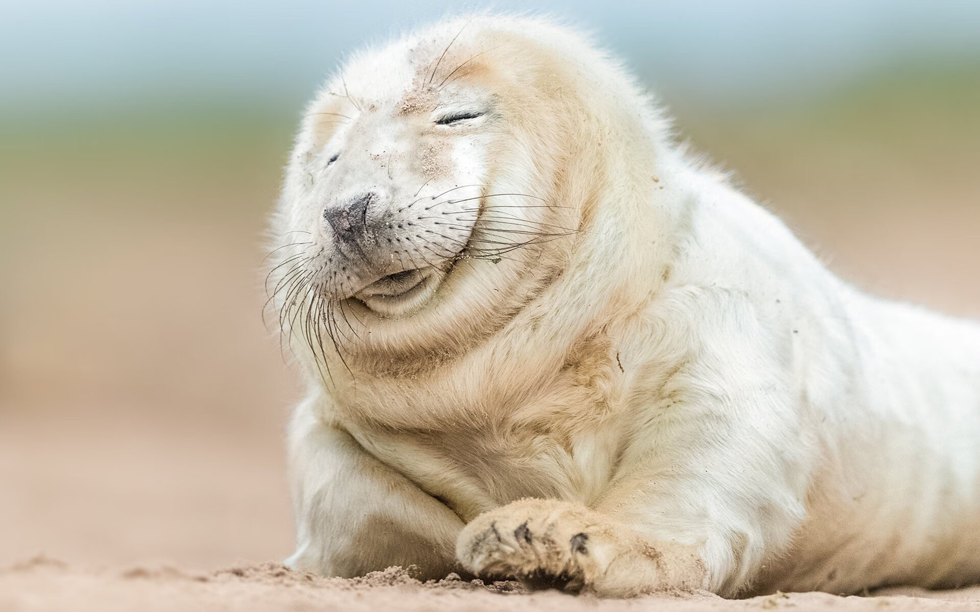 “阿根廷美洲狮队依赖马丁·高尔西的防守智慧，迎接未来挑战”