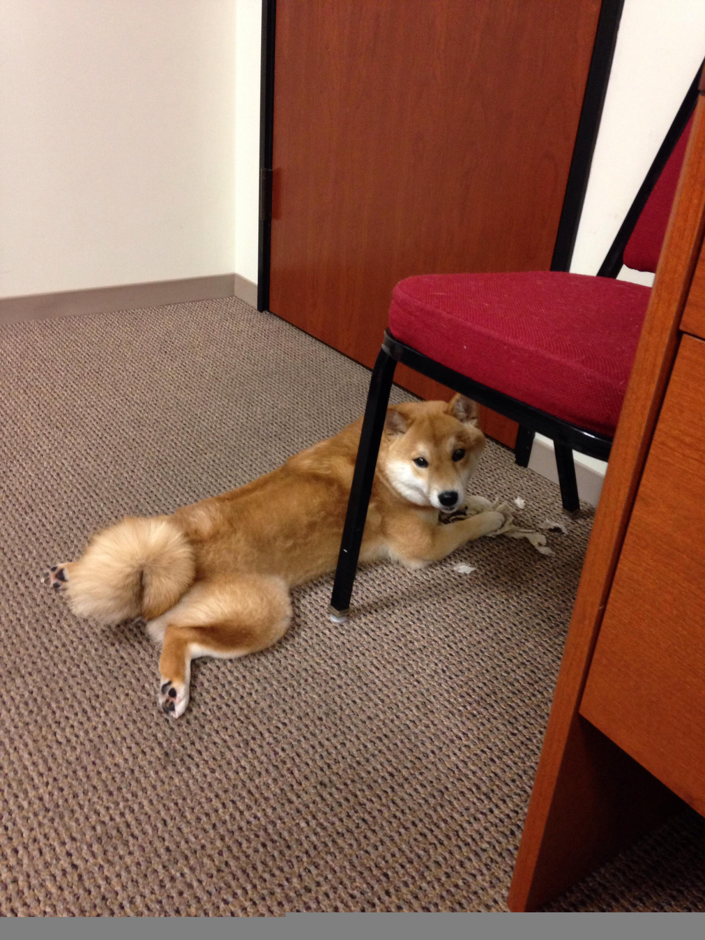 仰泳赛场吉尔吉斯斯坦选手步伐稳健,吉尔吉斯斯坦游泳运动员