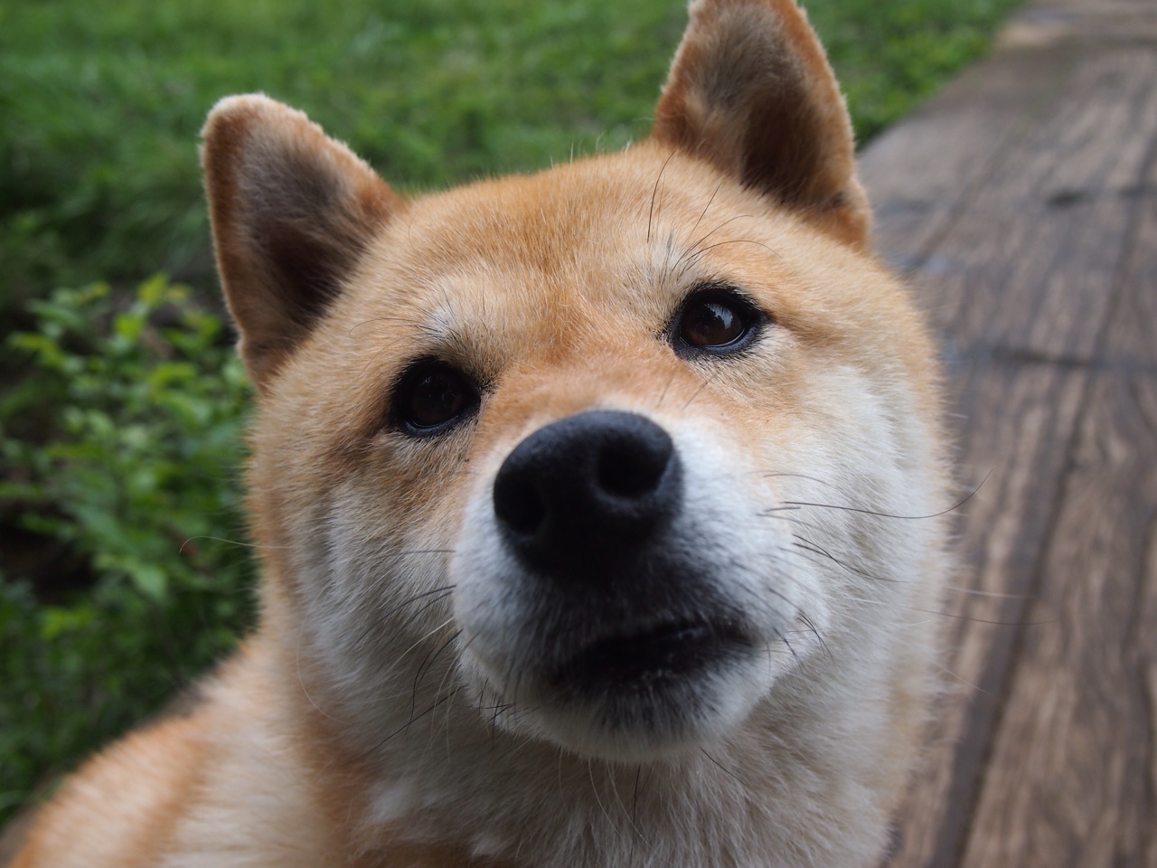 克拉科夫篮球队在国际邀请赛中表现出色，展现崭新力量，克拉科夫介绍