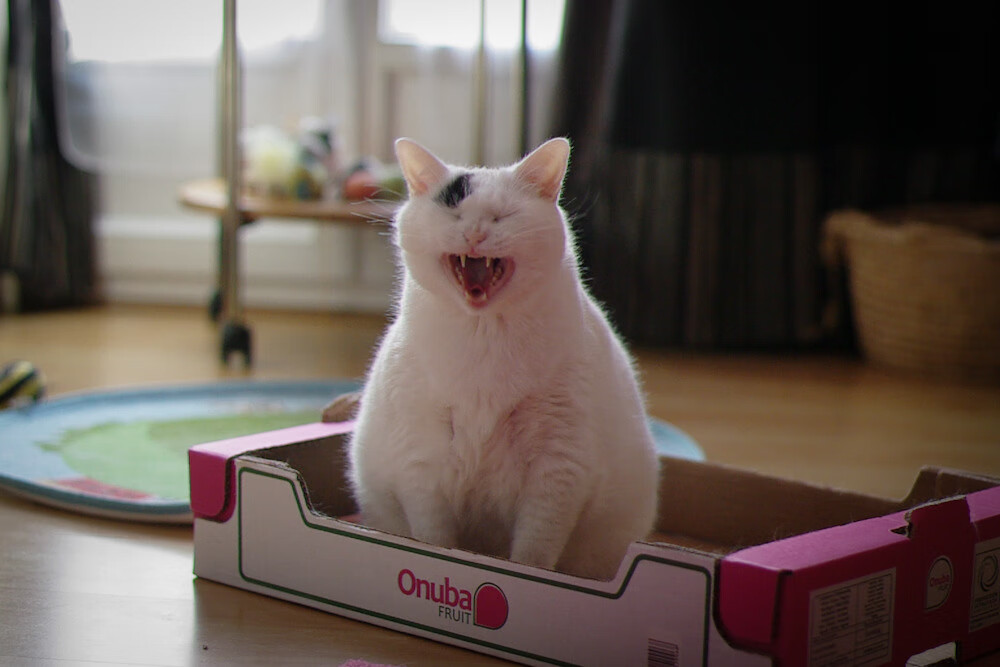 希腊蛙泳节奏控制游刃有余，古希腊游泳