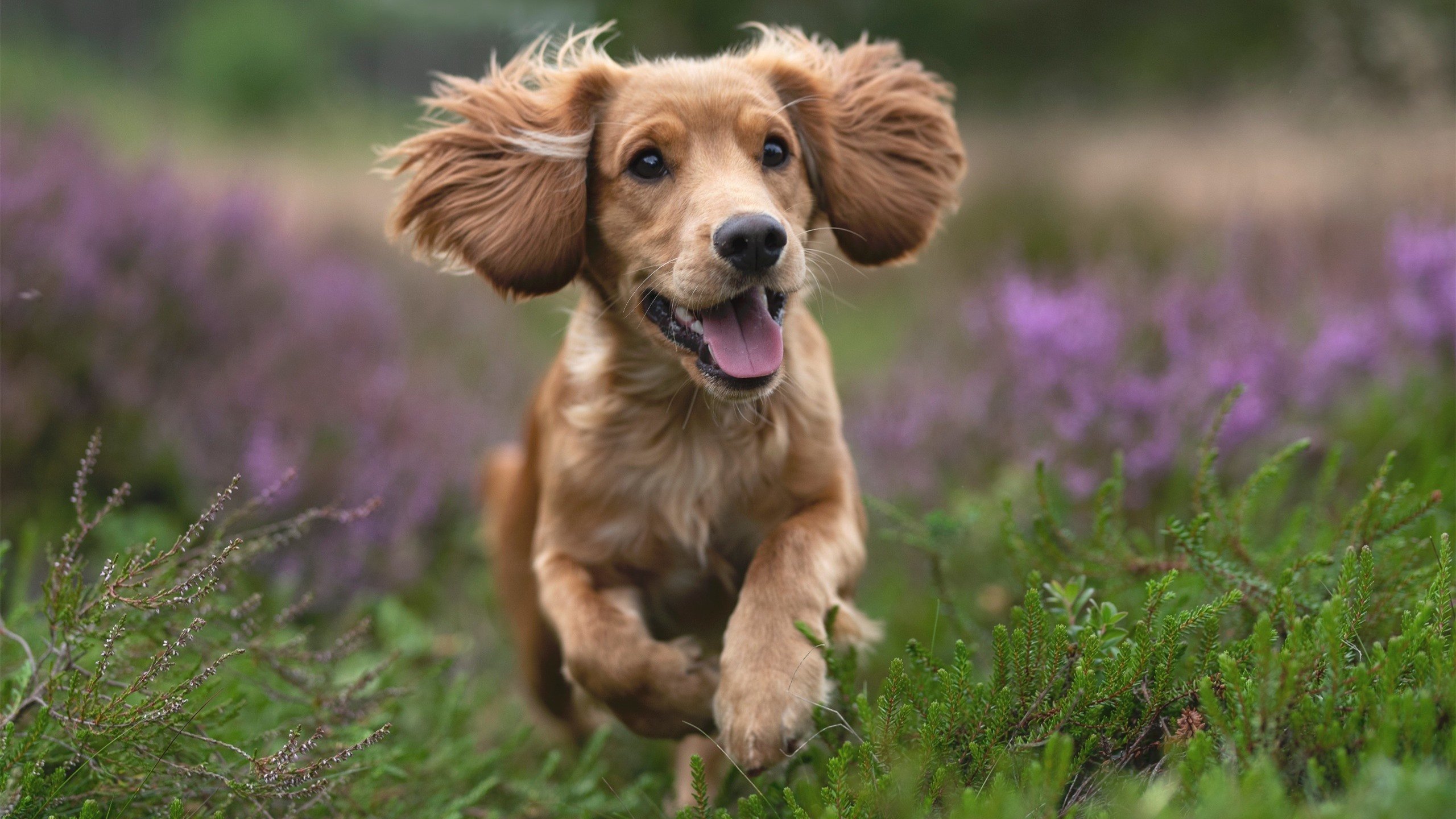 kaiyun-橄榄球进校园，英格兰布局未来，英式橄榄球招生学校