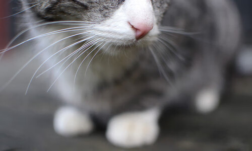 篮球联赛宣传片上线展现联赛活力,篮球赛宣传片创意