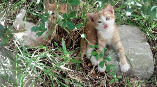 开云体育APP下载-辽宁男篮打造本土核心阵容未来可期，辽宁男篮虽败犹荣
